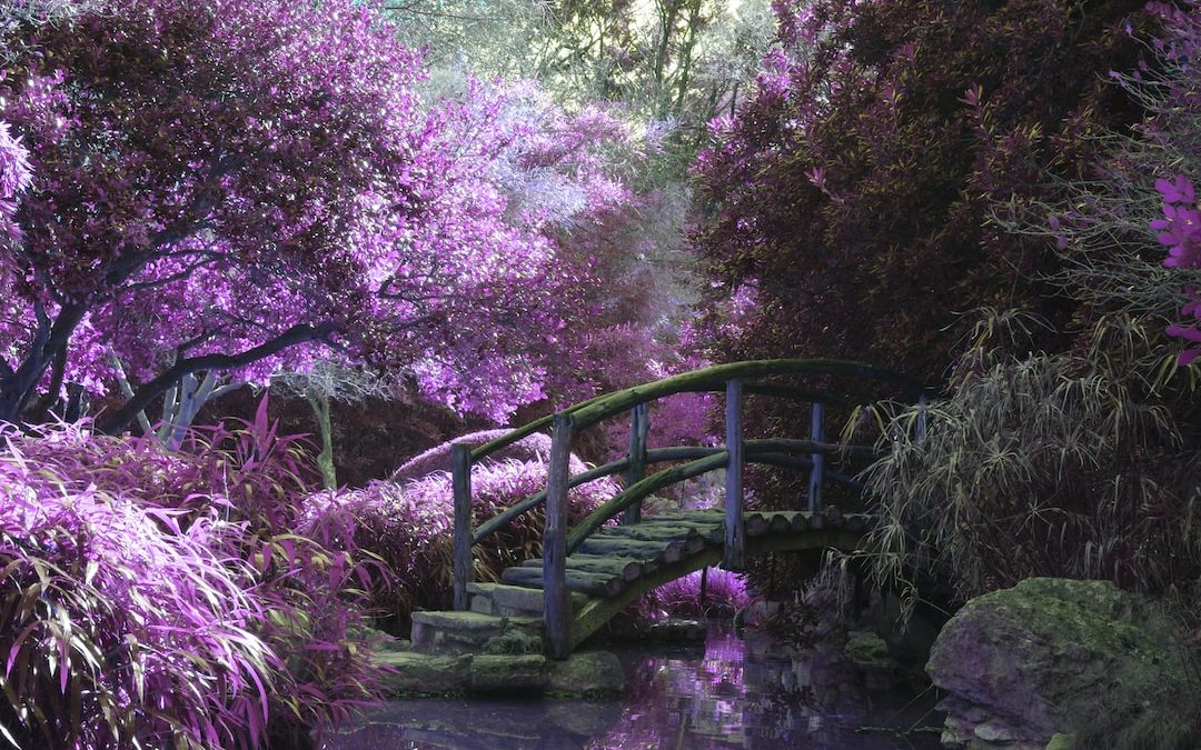 brown wooden footbridge surrounded by pink petaled flowers with creek underneath during daytime