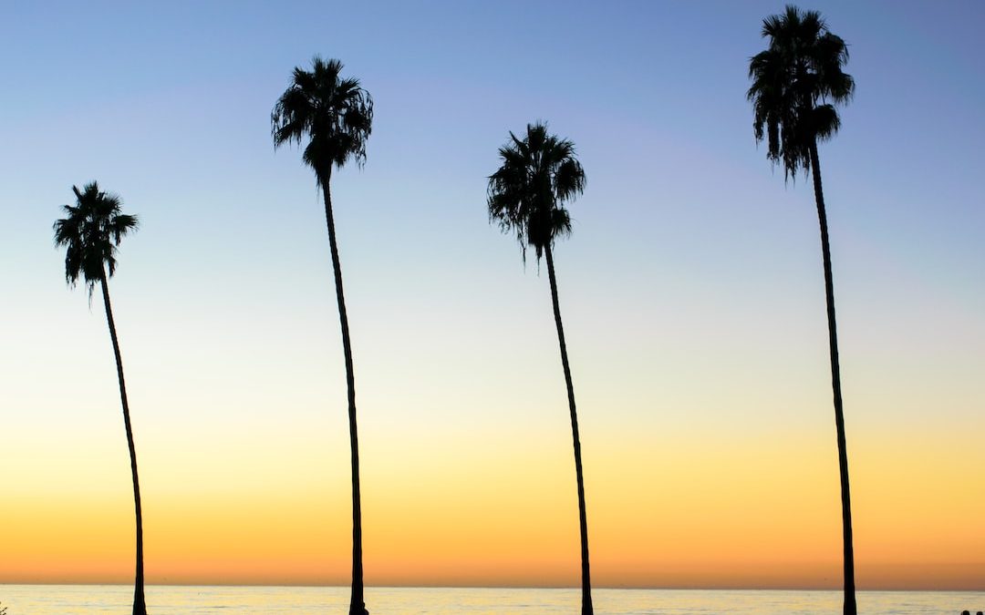 silhouette of palm trees during orange sunset