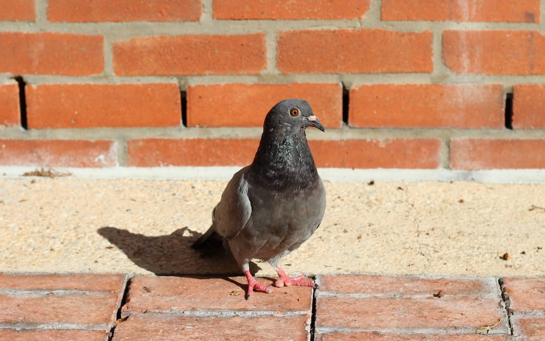 black pigeon on brown concrete bricks