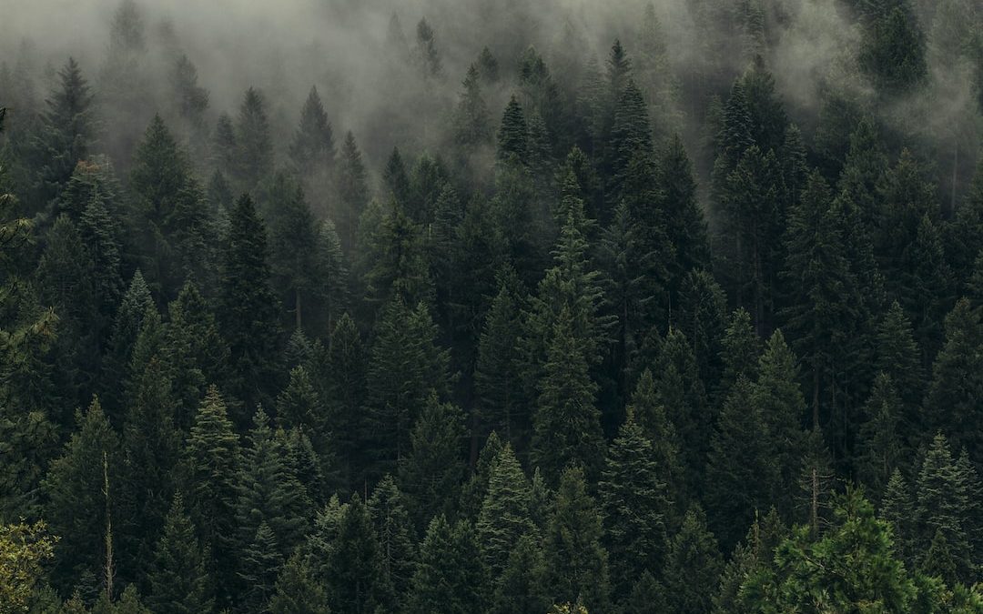 aerial view of pine trees in mist