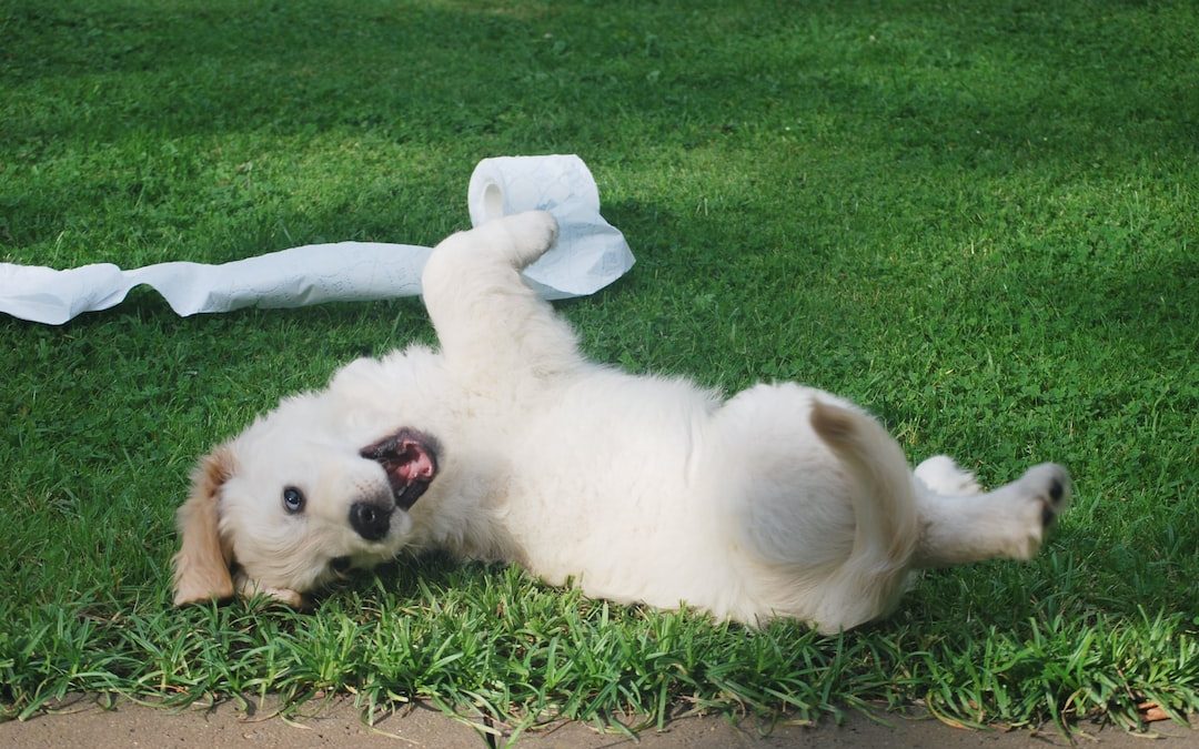 white puppy rolling on green grass