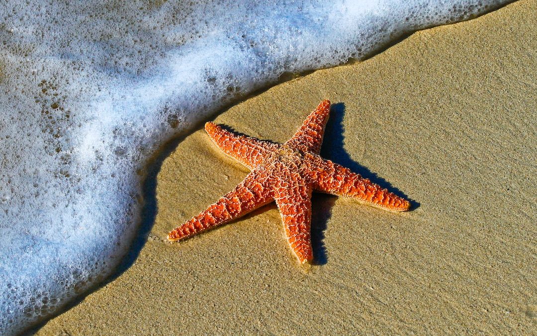 closeup photo of red star fish beside seashore