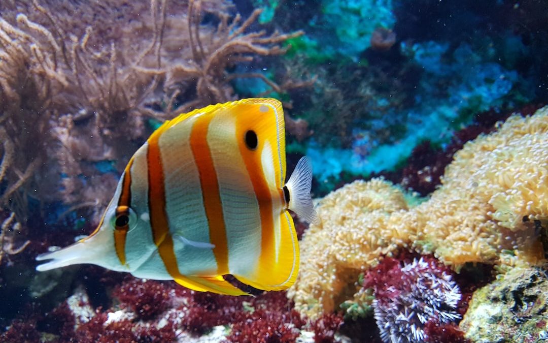 yellow and white fish underwater photography