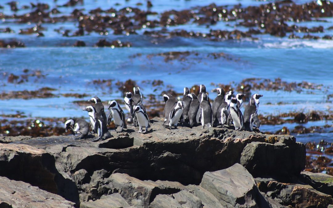 penguins on rock near body of water during daytime