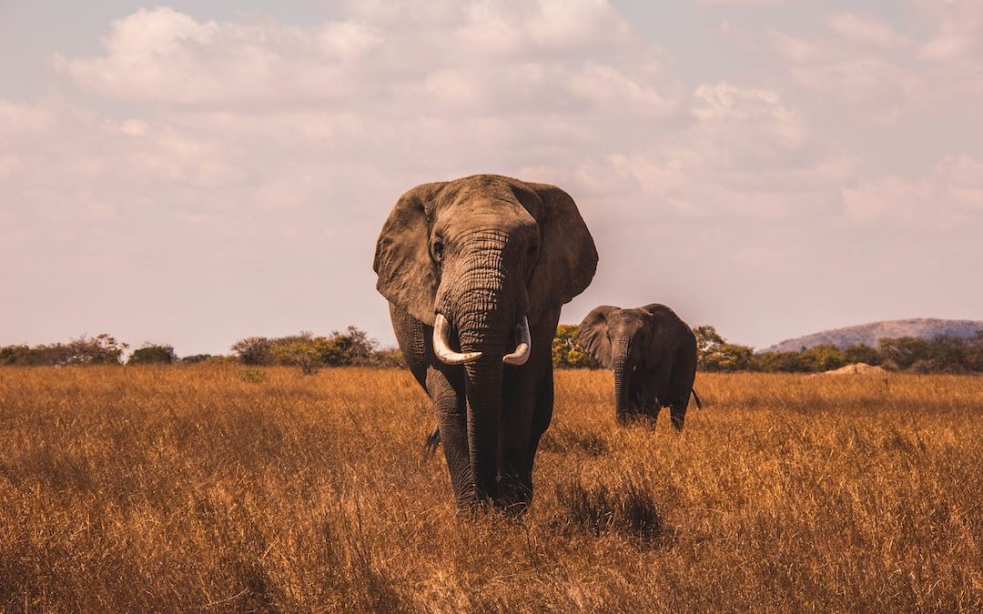 two elephants walking on grass covered ground