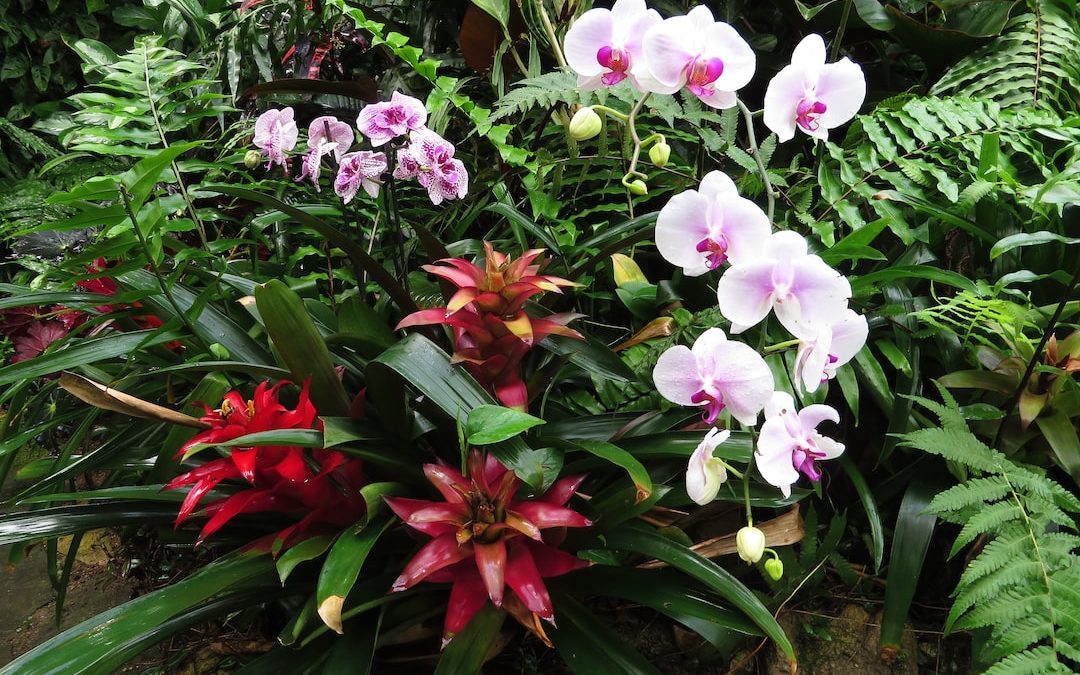 a garden filled with lots of different types of flowers