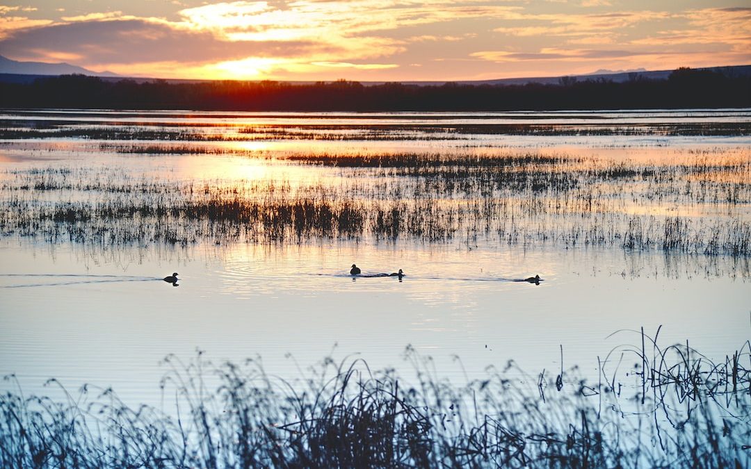 body of water during sunset