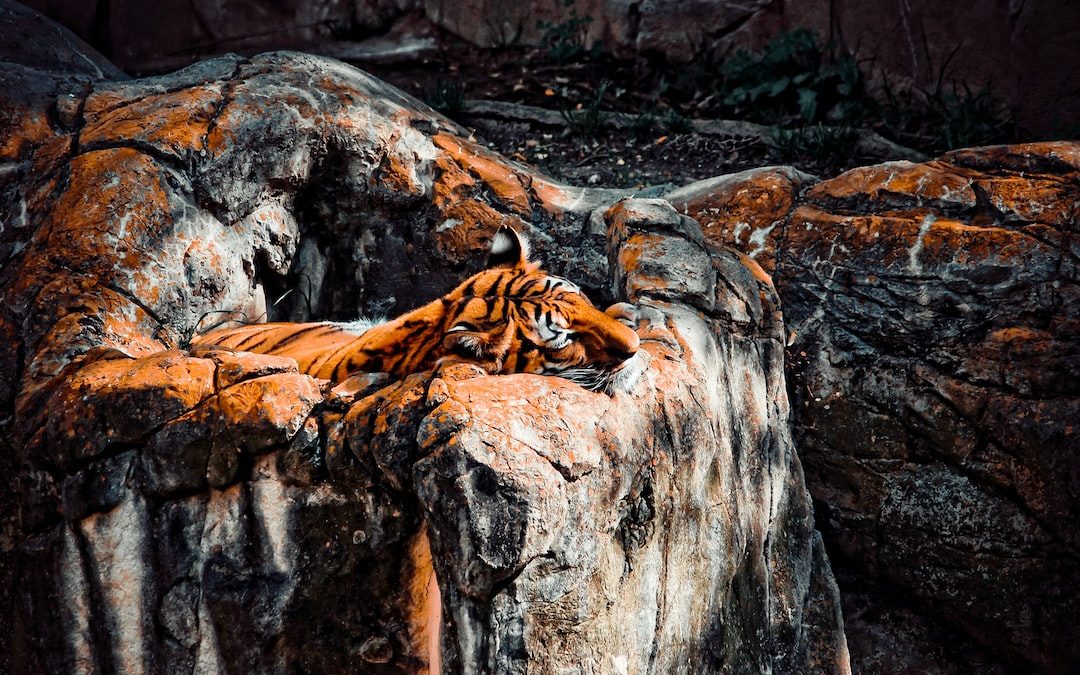 brown and black tree trunk