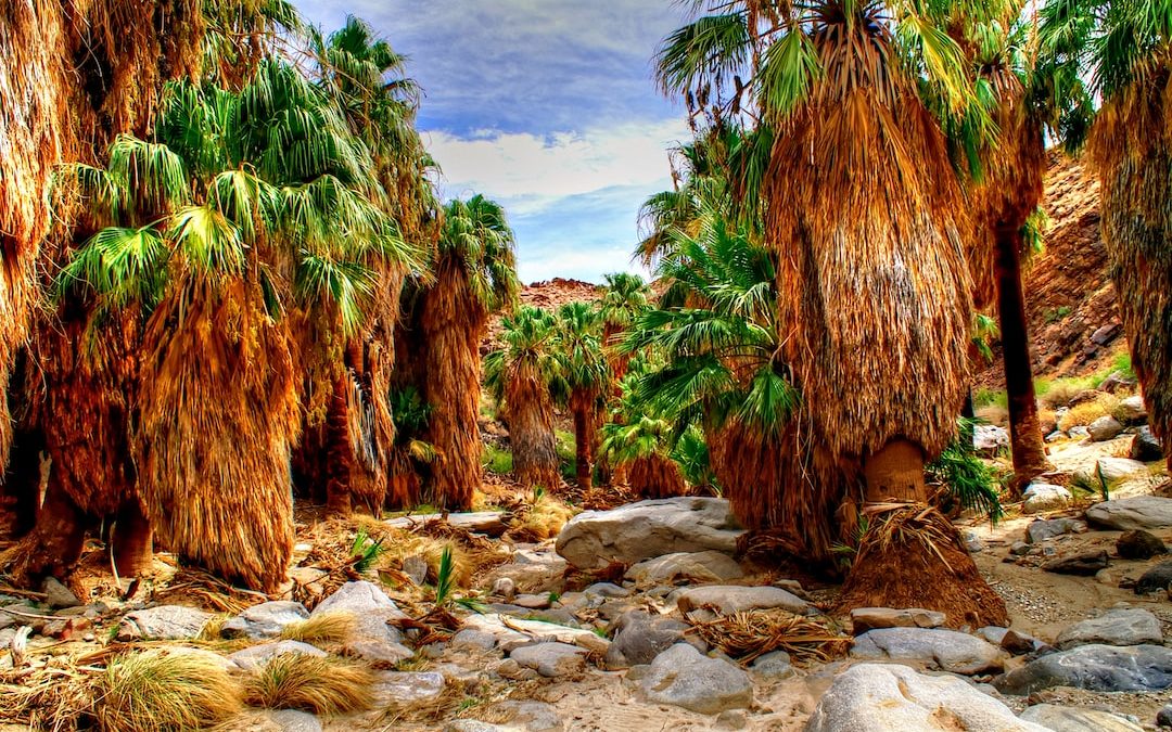a group of palm trees in a rocky area