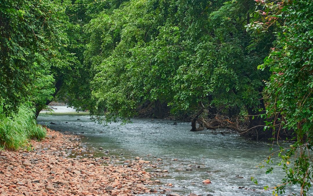 a river with trees on the side