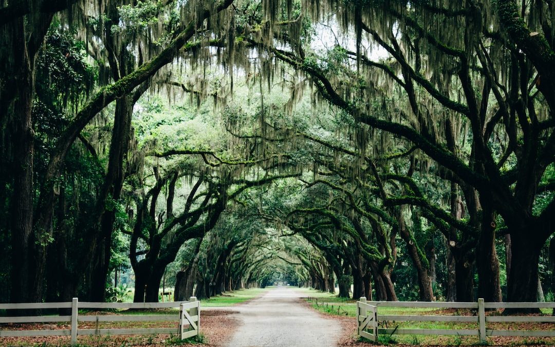 green leaf trees