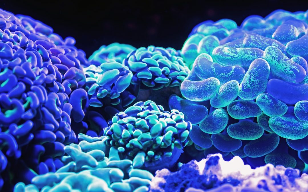 blue corals