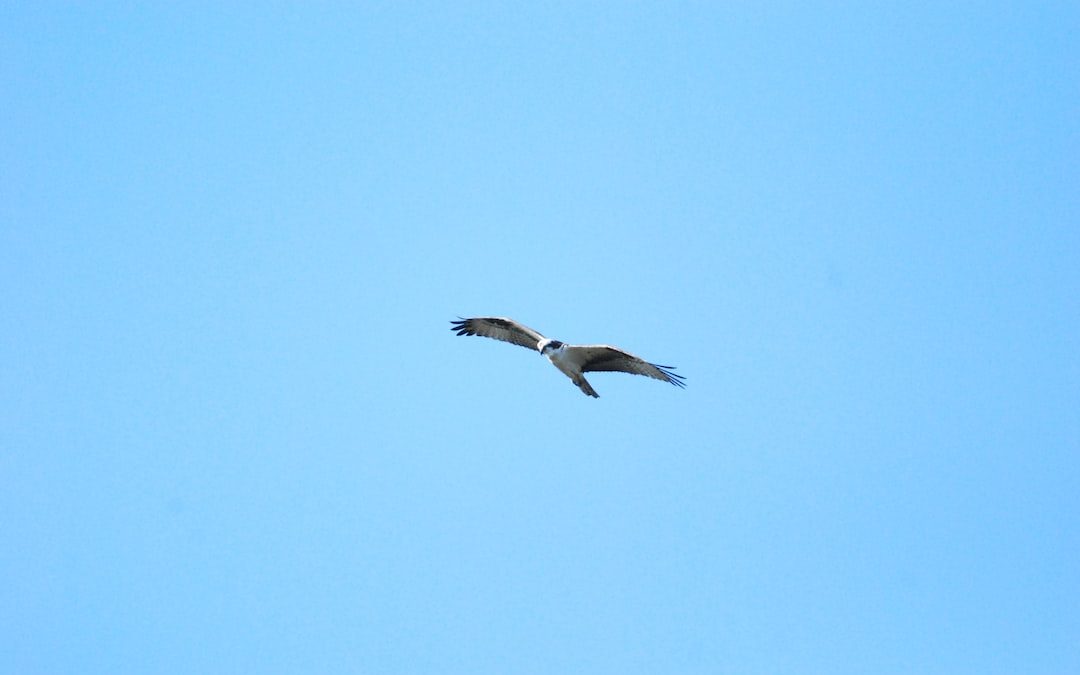 a bird flying in the sky