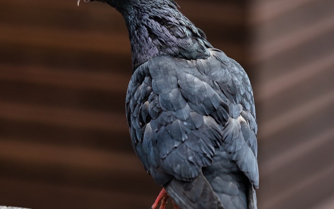 a black bird sitting on top of a wooden bench