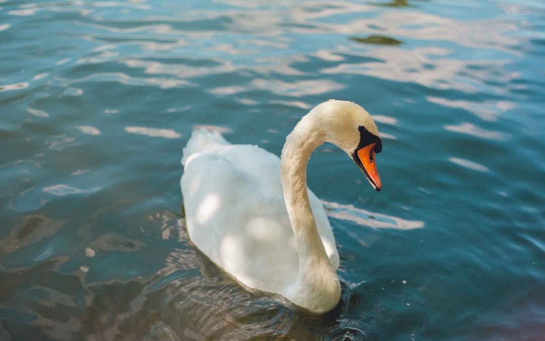 white swan on water during daytime