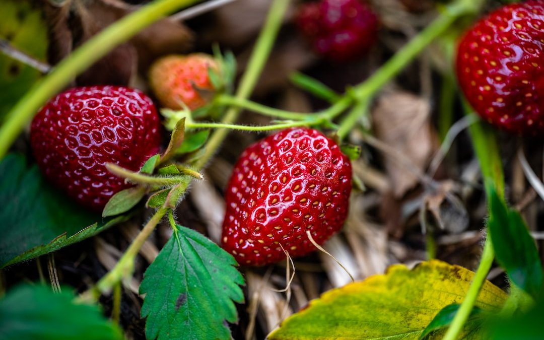 a group of red strawberries