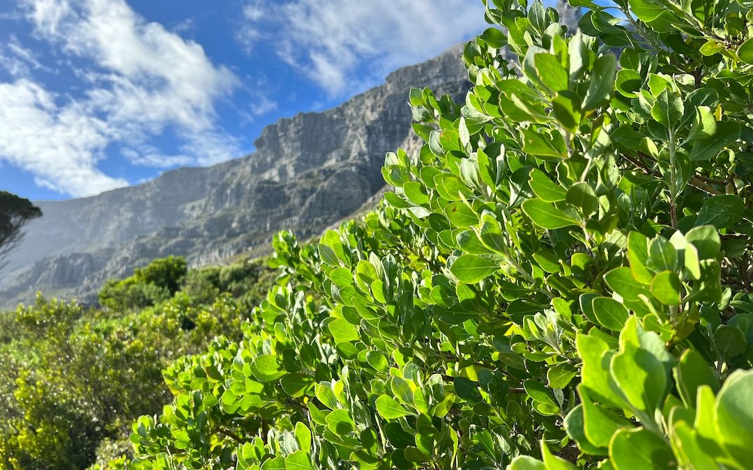 a bush with green leaves and a mountain in the background