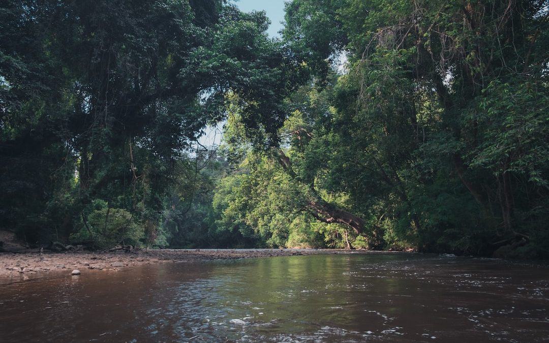 a river with trees on the banks