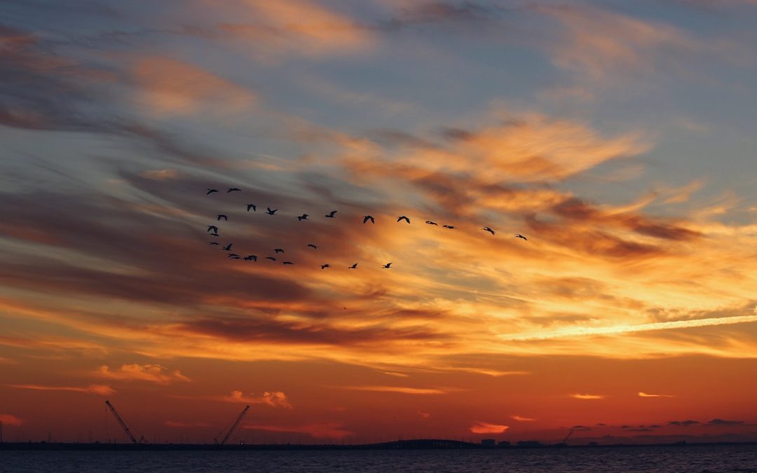 birds flying over the sea during sunset