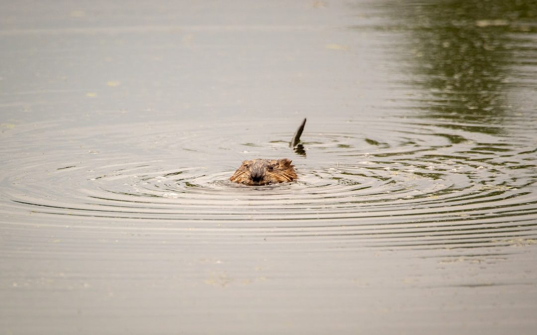 brown animal in water during daytime