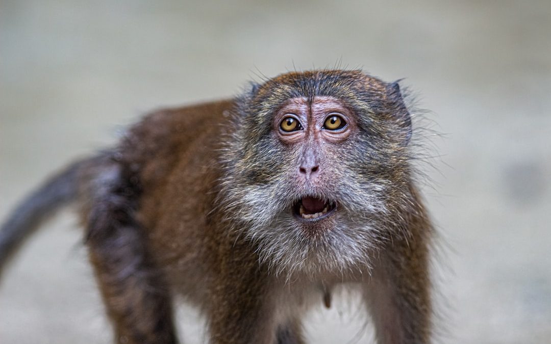 a close up of a monkey with a surprised look on its face