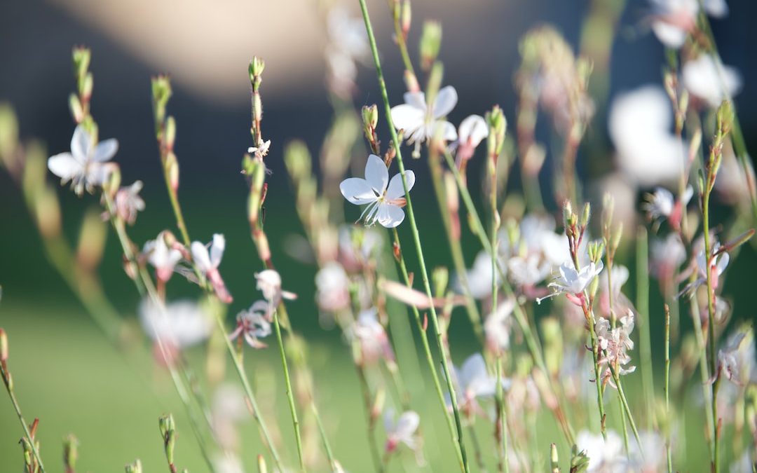 white flower in tilt shift lens