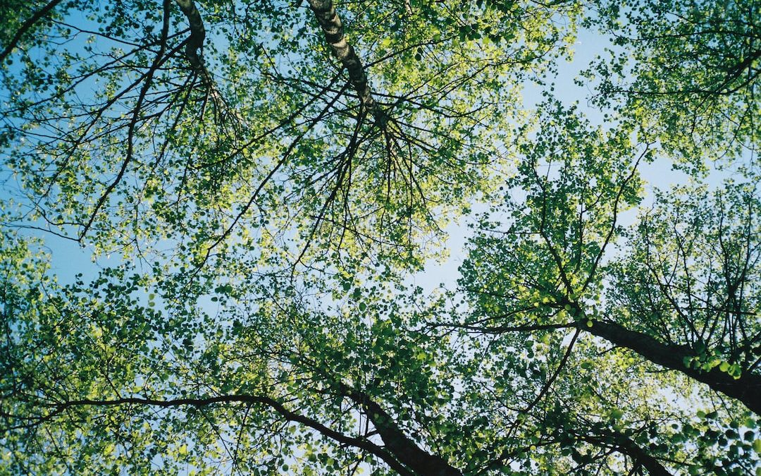 green leaf tree under blue sky during daytime