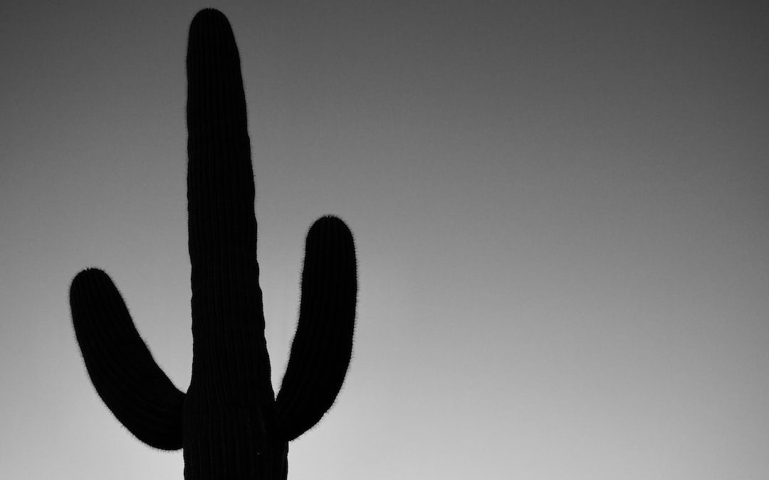 silhouette of cactus plant