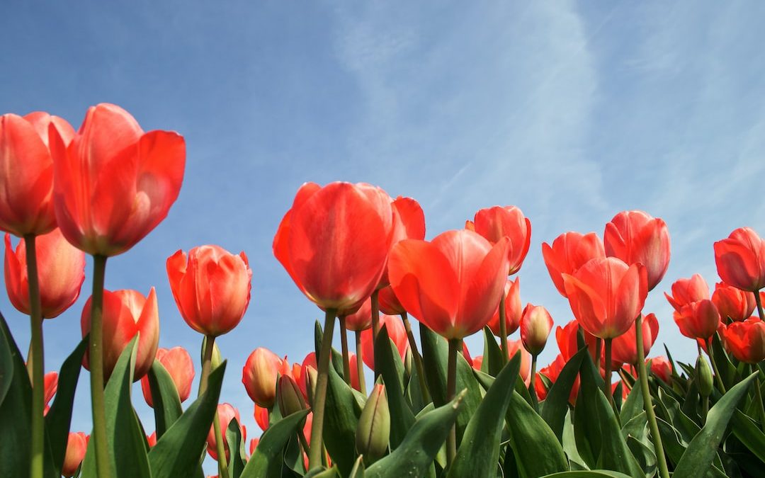 red tulip flowers under calm blue sky