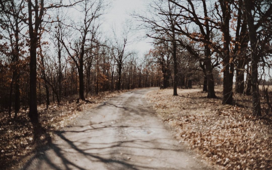 trees and road