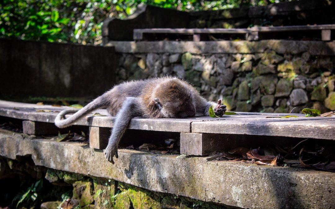 brown monkey lying on brown wooden surface