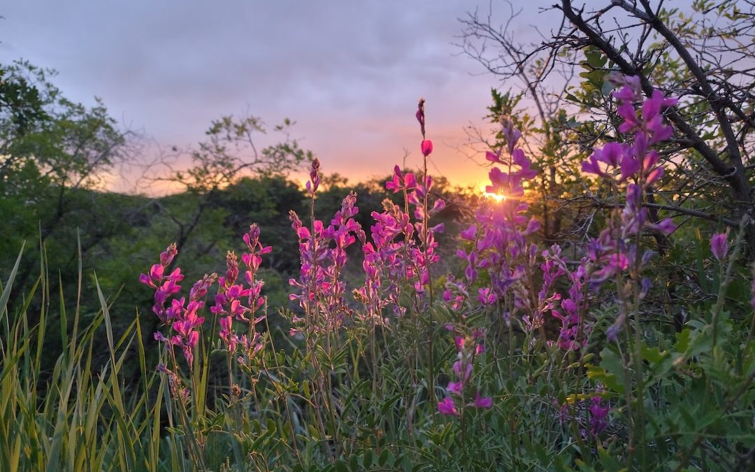 the sun is setting over a field of wildflowers