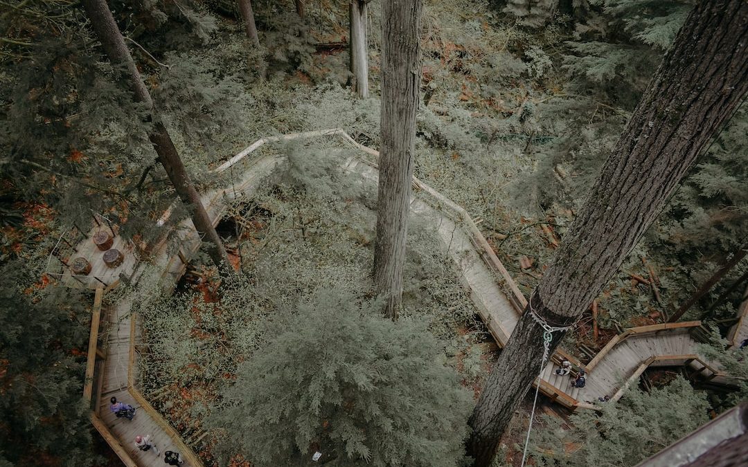 aerial photography of wooden pathway running across trees