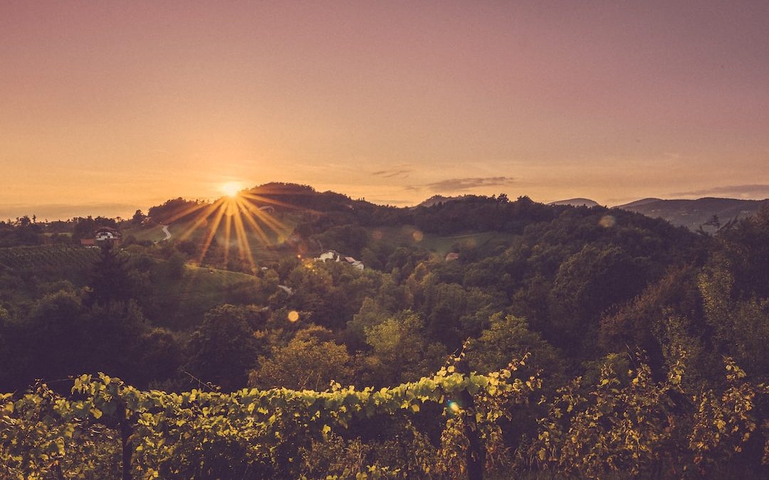 Exploring the Best Wineries in New Jersey