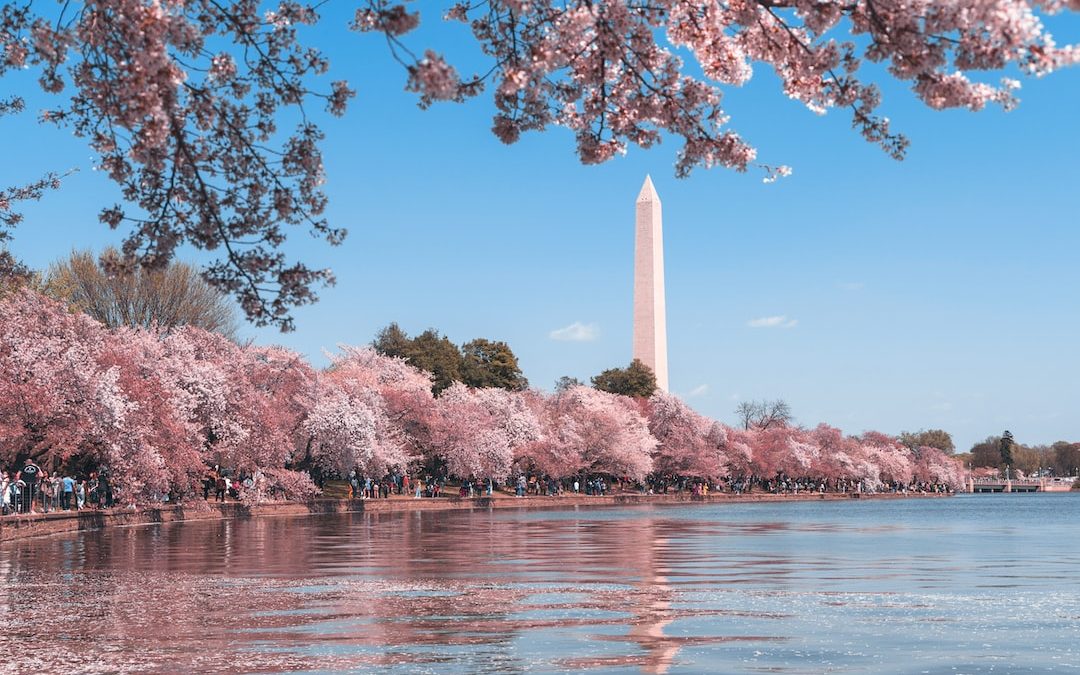 body of water near trees during daytime