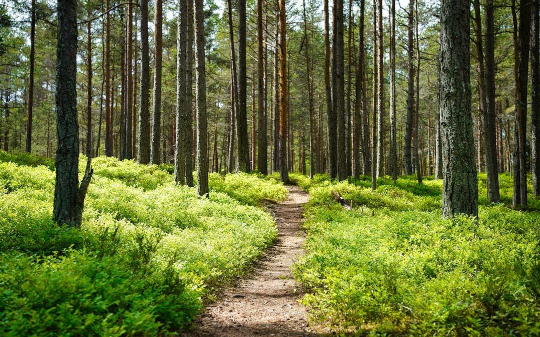 brown dirt road between green grass and trees during daytime