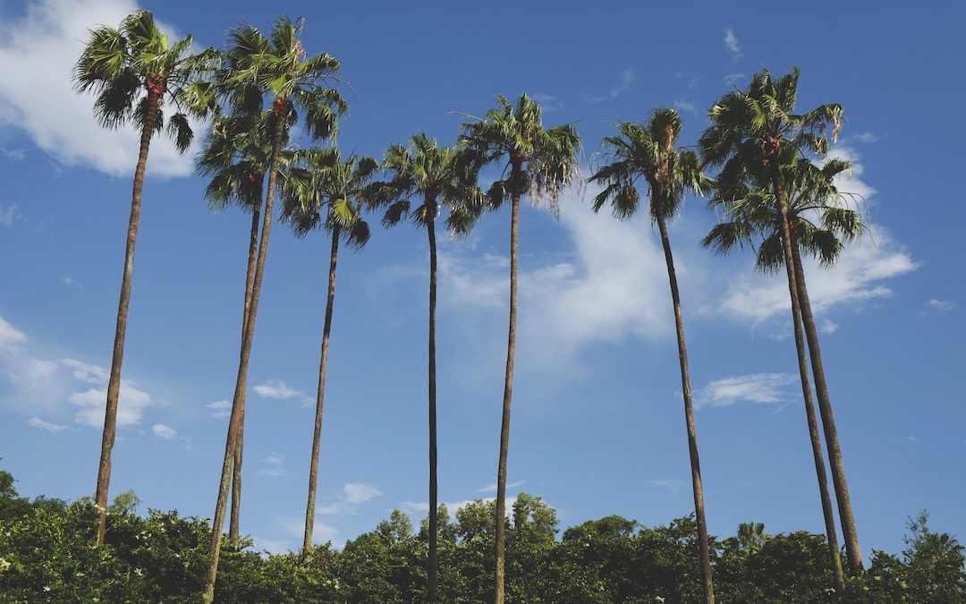 brown and green coconut palm trees under blue sky