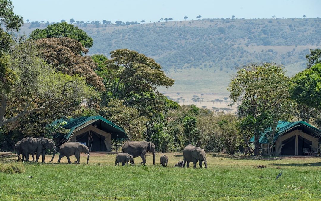 elephants near trees