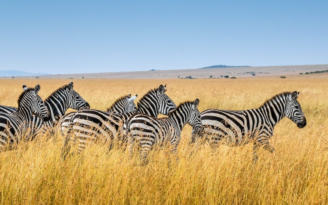 group of zebra walking on wheat field