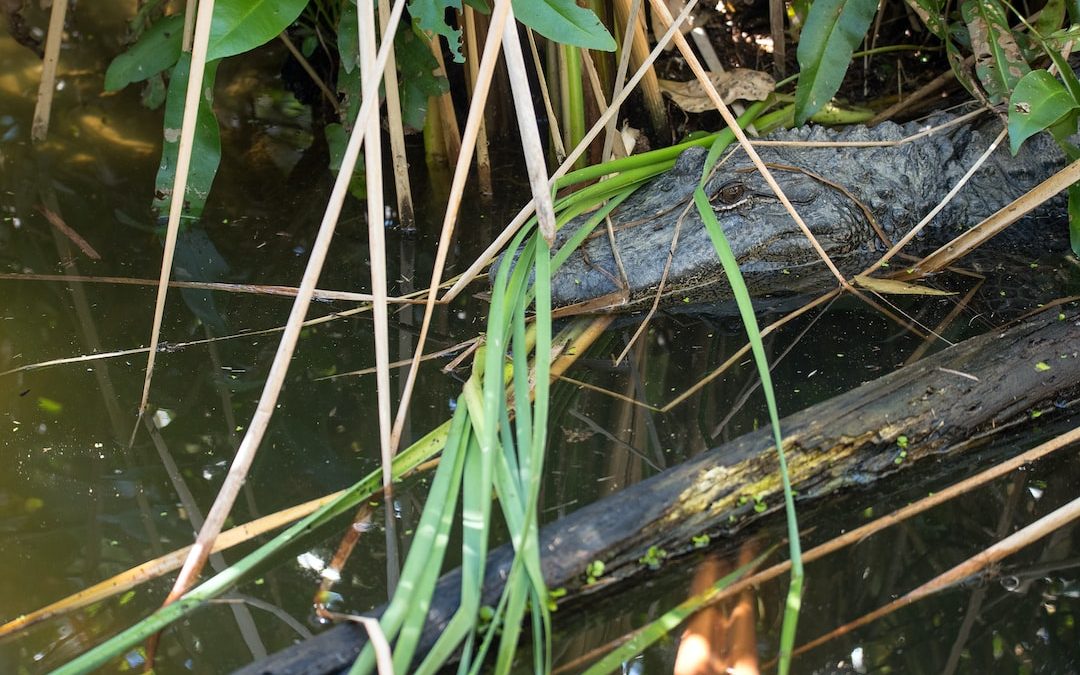 gray alligator on body of water