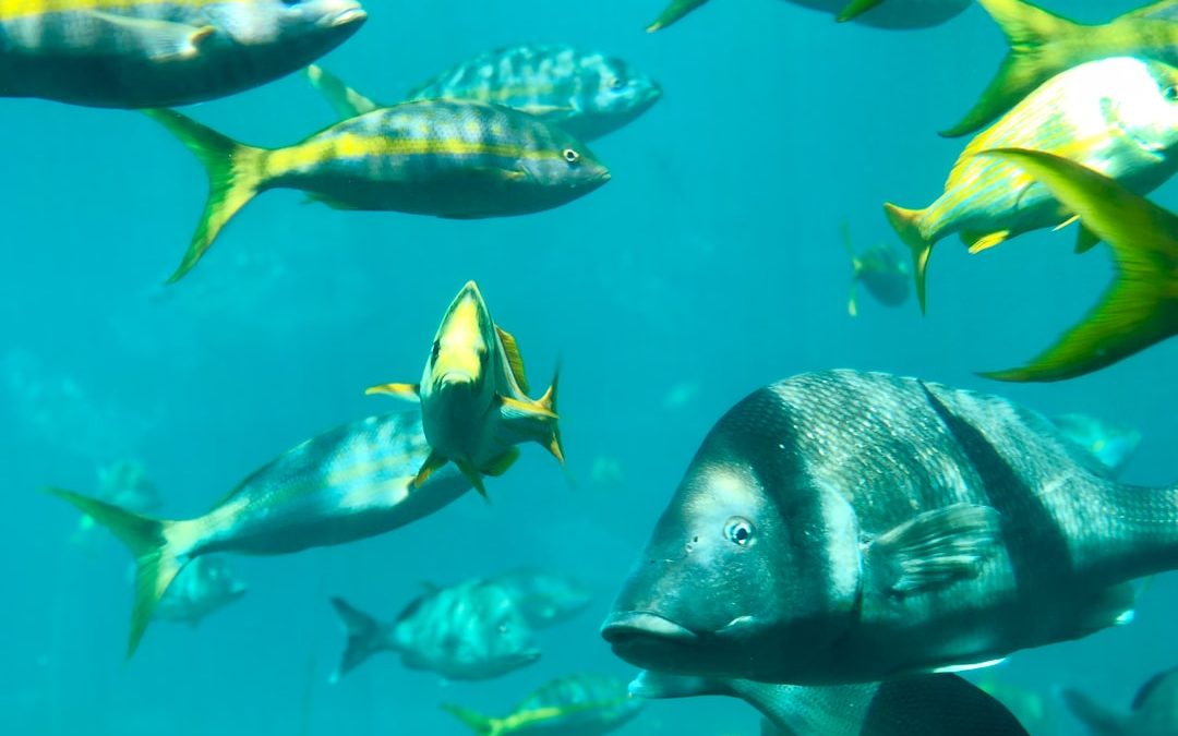 group of fish with sunlight