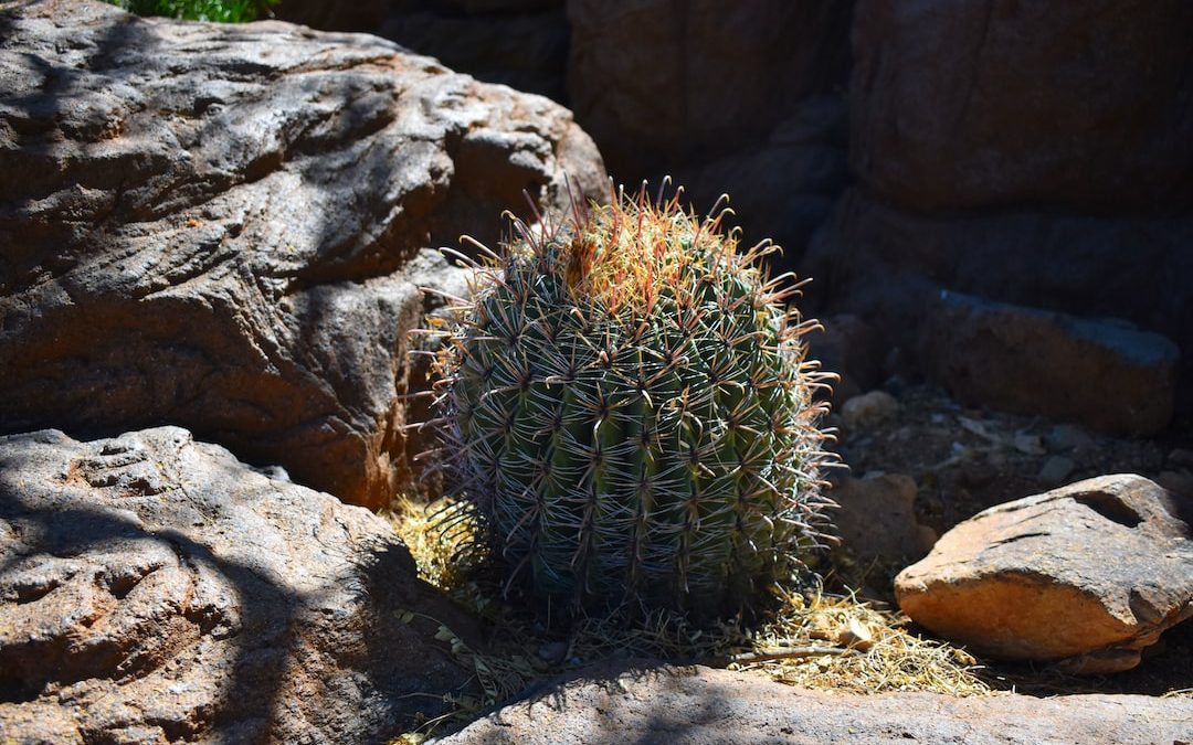 Exploring the Best Museums to Visit in Arizona