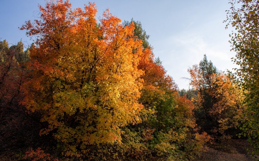 Best Time to Visit Yellowstone in the Fall