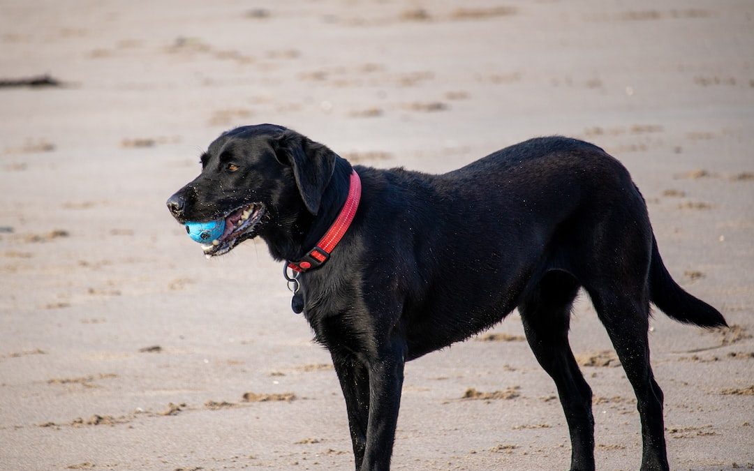 a black dog with a ball in its mouth on a beach