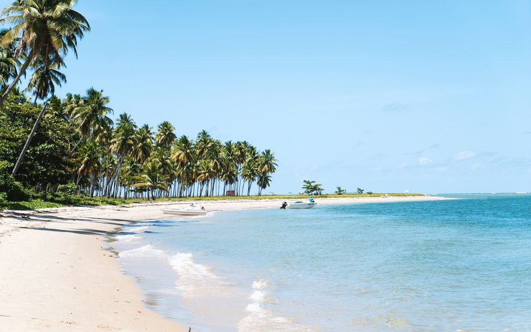 beach surrounded by trees