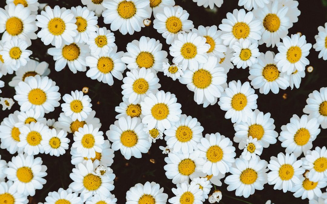 bed of daisies