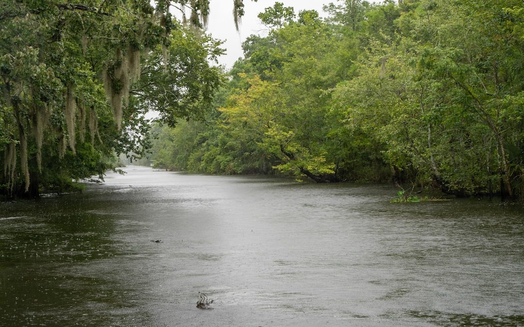 green trees beside river during daytime