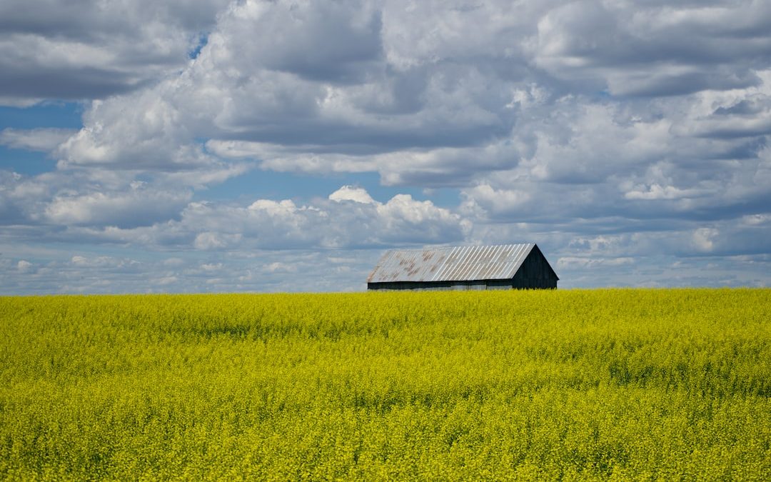 brown wooden house on yellow flower field under white clouds and blue sky during daytime