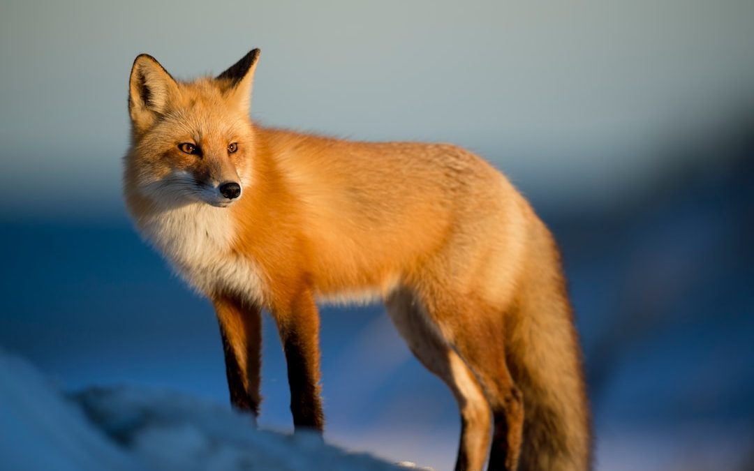 brown fox on snow field