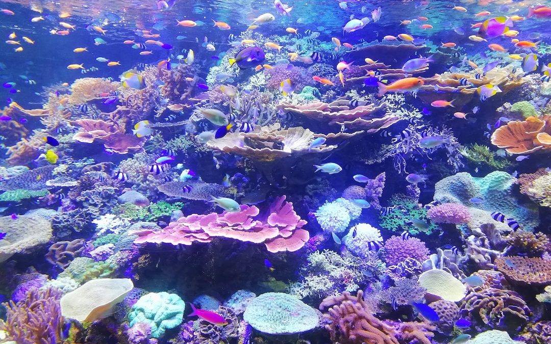 school of fish on corals